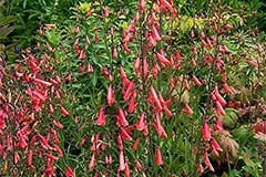 Penstemon barbatus