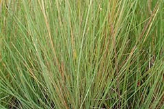 Poa gunnii