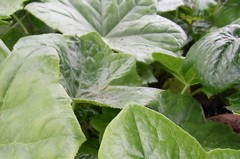 Podophyllum pleianthum