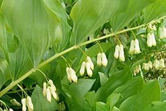 Polygonatum x multiflorum