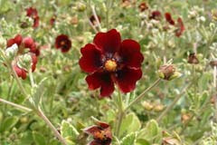 Potentilla atrosanguinea