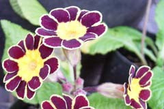 Primula 'Goldlace'