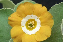 Primula auricula 'Chorister'