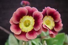 Primula auricula 'Merridale'