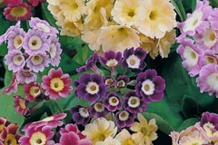 Primula auricula 'Mixed Colours'