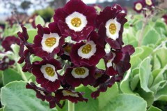 Primula auricula x 'Alice Haysom'