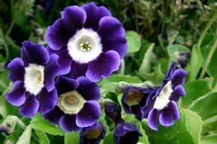 Primula auricula x 'Roxborough'