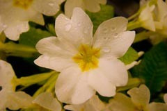 Primula vulgaris