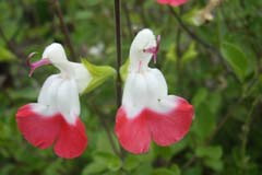 Salvia 'Hot Lips'