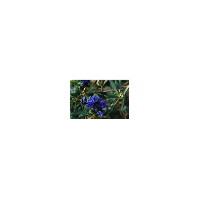 Salvia corrugata