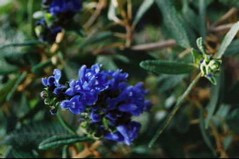 Salvia corrugata