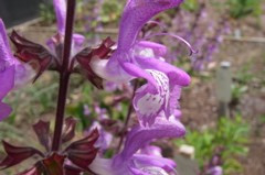 Salvia forskaohlei