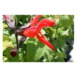 Salvia gesneraefolia 'Tequila'