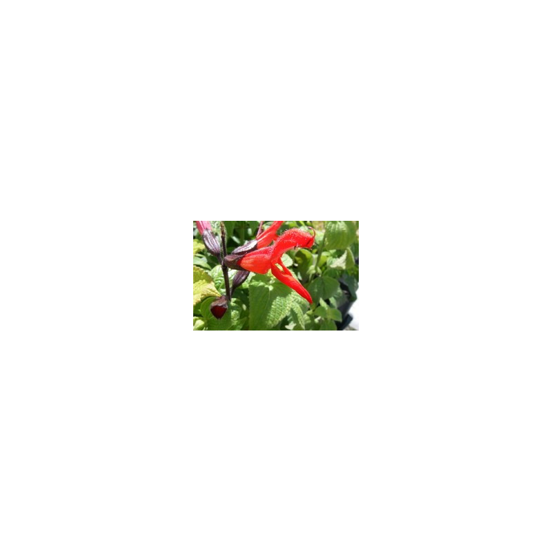 Salvia gesneraefolia 'Tequila'