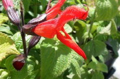 Salvia gesneraefolia 'Tequila'