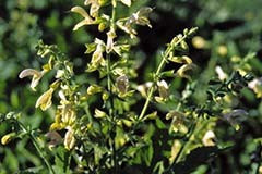 Salvia glutinosa