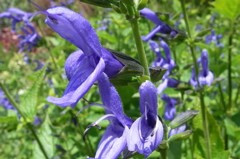 Salvia guaranitica