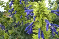 Salvia mexicana 'Limelight'