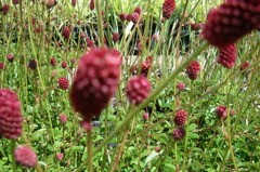 Sanguisorba 'Tanna'