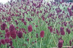 Sanguisorba officianalis