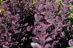 Sedum 'Purple Emperor'