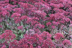 Sedum 'Ruby Glow'