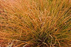 Stipa arundinacea