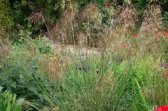 Stipa gigantea