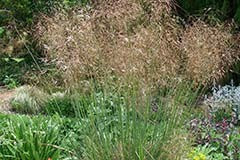 Stipa gigantea 'Beth Chatto Form'