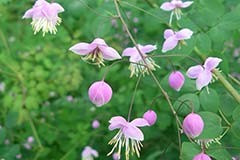 Thalictrum dipterocarpum