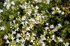 Thymus 'Jack Frost'