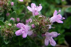 Thymus 'Minimus'