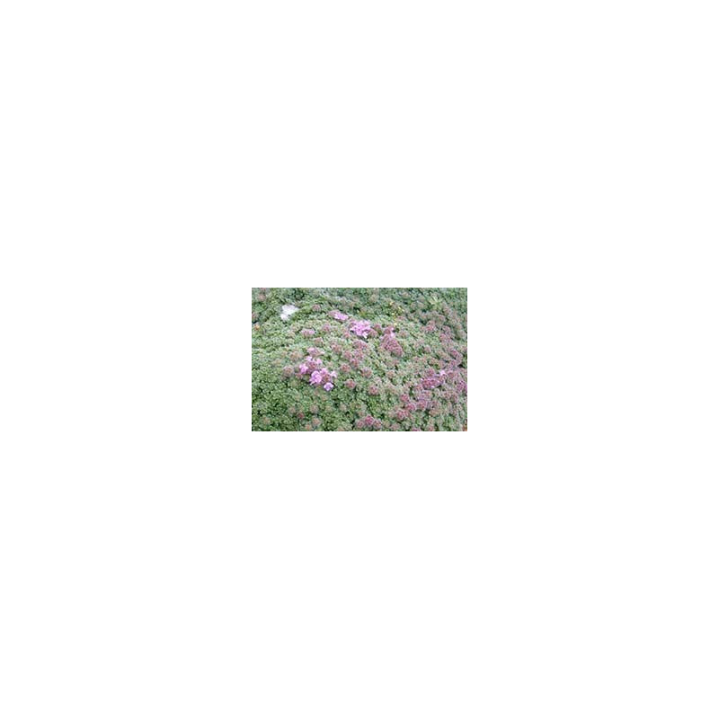 Thymus pseudolanguinosum 'Wooly Thyme'