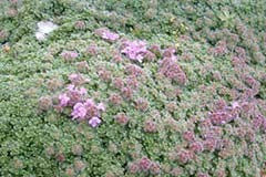 Thymus pseudolanguinosum 'Wooly Thyme'