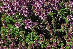 Thymus pulegioides 'Lemon Thyme'