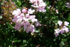 Thymus vulgaris