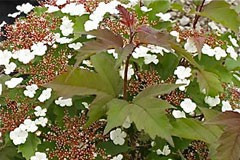 Viburnum 'Onondaga'