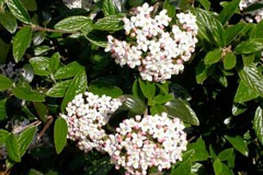 Viburnum burkwoodii