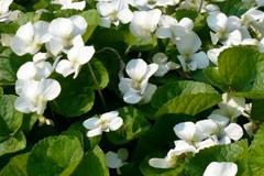 Viola odorata 'Snow White'