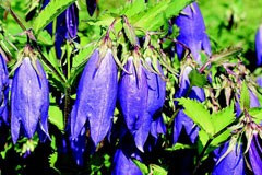 Campanula 'Kent Belle'