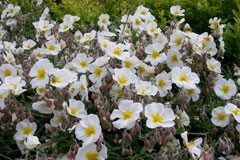 Helianthemum 'The Bride'