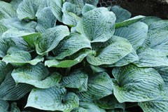 Hosta 'Hadspen Blue'