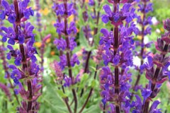 Salvia nemorosa 'Caradonna'