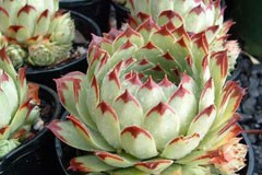 Sempervivum 'Sir Lawrence Oliver'