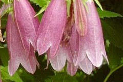 Campanula punctata