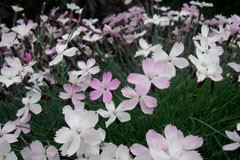 Dianthus subacaulis