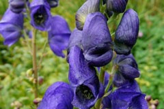 Aconitum napellus