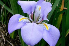 Iris unguicularis