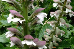 Acanthus mollis