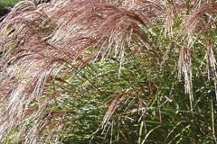 Miscanthus 'Flamingo'